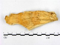 登錄號:F0008054藏品圖，第3張