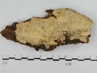 登錄號:F0008058藏品圖，第1張