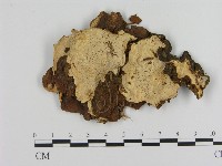 登錄號:F0008059藏品圖，第1張