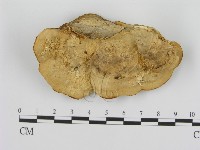 登錄號:F0008060藏品圖，第1張