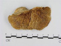 登錄號:F0008060藏品圖，第3張