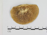 登錄號:F0008061藏品圖，第1張