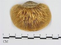 登錄號:F0008062藏品圖，第3張