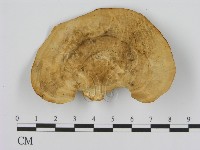 登錄號:F0008063藏品圖，第1張