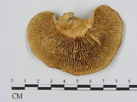 登錄號:F0008063藏品圖，第3張