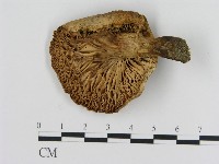 登錄號:F0008065藏品圖，第1張