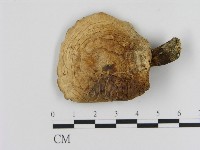 登錄號:F0008065藏品圖，第3張