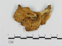 登錄號:F0008066藏品圖，第3張