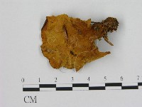 登錄號:F0008068藏品圖，第1張