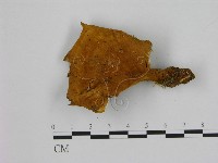 登錄號:F0008069藏品圖，第1張