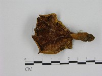 登錄號:F0008069藏品圖，第3張