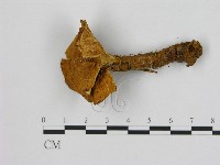 登錄號:F0008070藏品圖，第1張