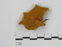 登錄號:F0008071藏品圖，第1張