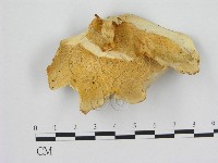 登錄號:F0008074藏品圖，第1張