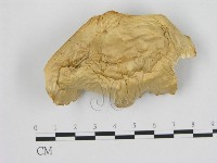 登錄號:F0008074藏品圖，第3張