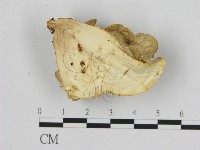 登錄號:F0008075藏品圖，第3張