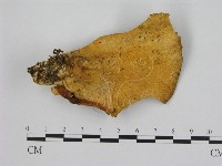 登錄號:F0008076藏品圖，第1張