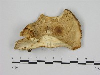 登錄號:F0008076藏品圖，第3張