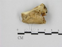 登錄號:F0008077藏品圖，第3張