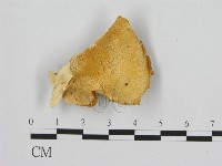 登錄號:F0008078藏品圖，第1張