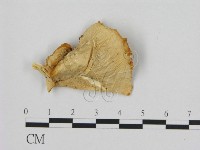 登錄號:F0008078藏品圖，第3張