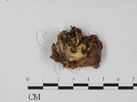 登錄號:F0008079藏品圖，第3張