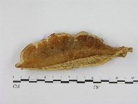 登錄號:F0008080藏品圖，第1張