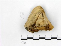 登錄號:F0008085藏品圖，第3張