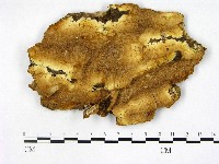 登錄號:F0008090藏品圖，第1張