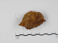 登錄號:F0008091藏品圖，第1張