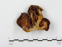 登錄號:F0008092藏品圖，第3張