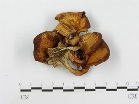 登錄號:F0008092藏品圖，第4張