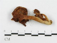 登錄號:F0008093藏品圖，第1張