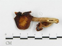 登錄號:F0008093藏品圖，第3張