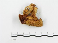 登錄號:F0008094藏品圖，第1張