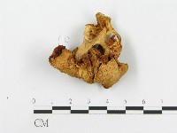 登錄號:F0008094藏品圖，第3張