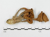 登錄號:F0008095藏品圖，第1張