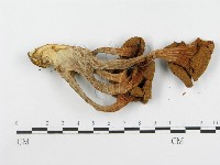 登錄號:F0008095藏品圖，第3張