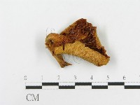 登錄號:F0008096藏品圖，第3張