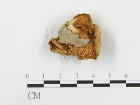 登錄號:F0008097藏品圖，第1張