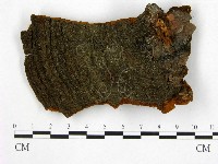 登錄號:F0008101藏品圖，第1張