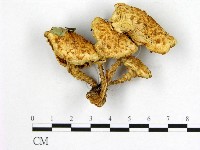 登錄號:F0008105藏品圖，第1張