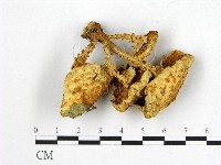 登錄號:F0008105藏品圖，第3張