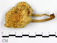 登錄號:F0008106藏品圖，第1張