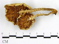 登錄號:F0008106藏品圖，第3張