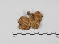 登錄號:F0008107藏品圖，第1張