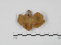 登錄號:F0008107藏品圖，第3張