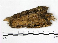 登錄號:F0008108藏品圖，第1張