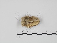 登錄號:F0008111藏品圖，第1張