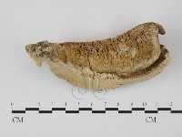 登錄號:F0008113藏品圖，第1張